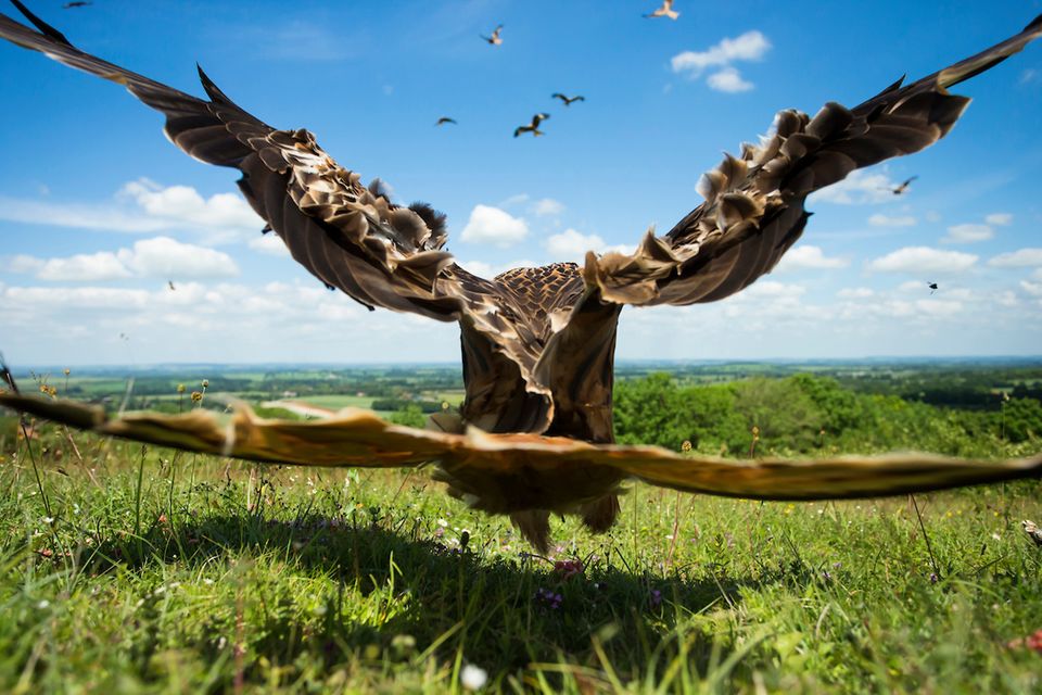 Jamie Hall/BPOTY 2017