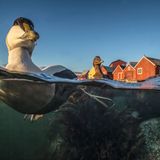 PÂl Hermansen/BPOTY 2017