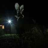 Jamie Hall/BPOTY 2017