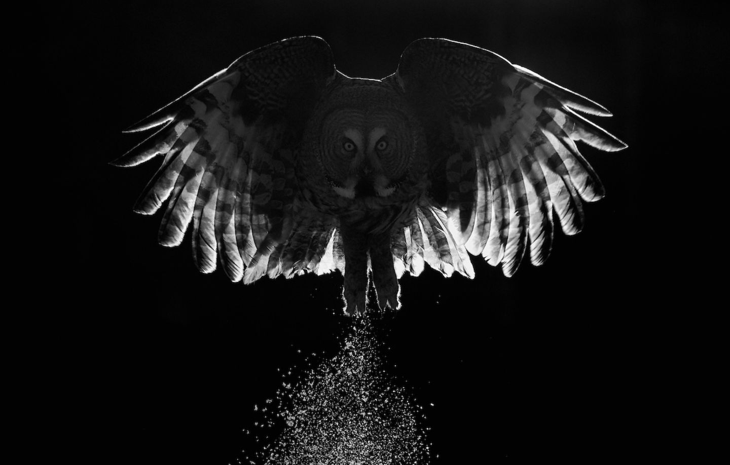 Markus Varesvuo/BPOTY 2017