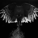 Markus Varesvuo/BPOTY 2017