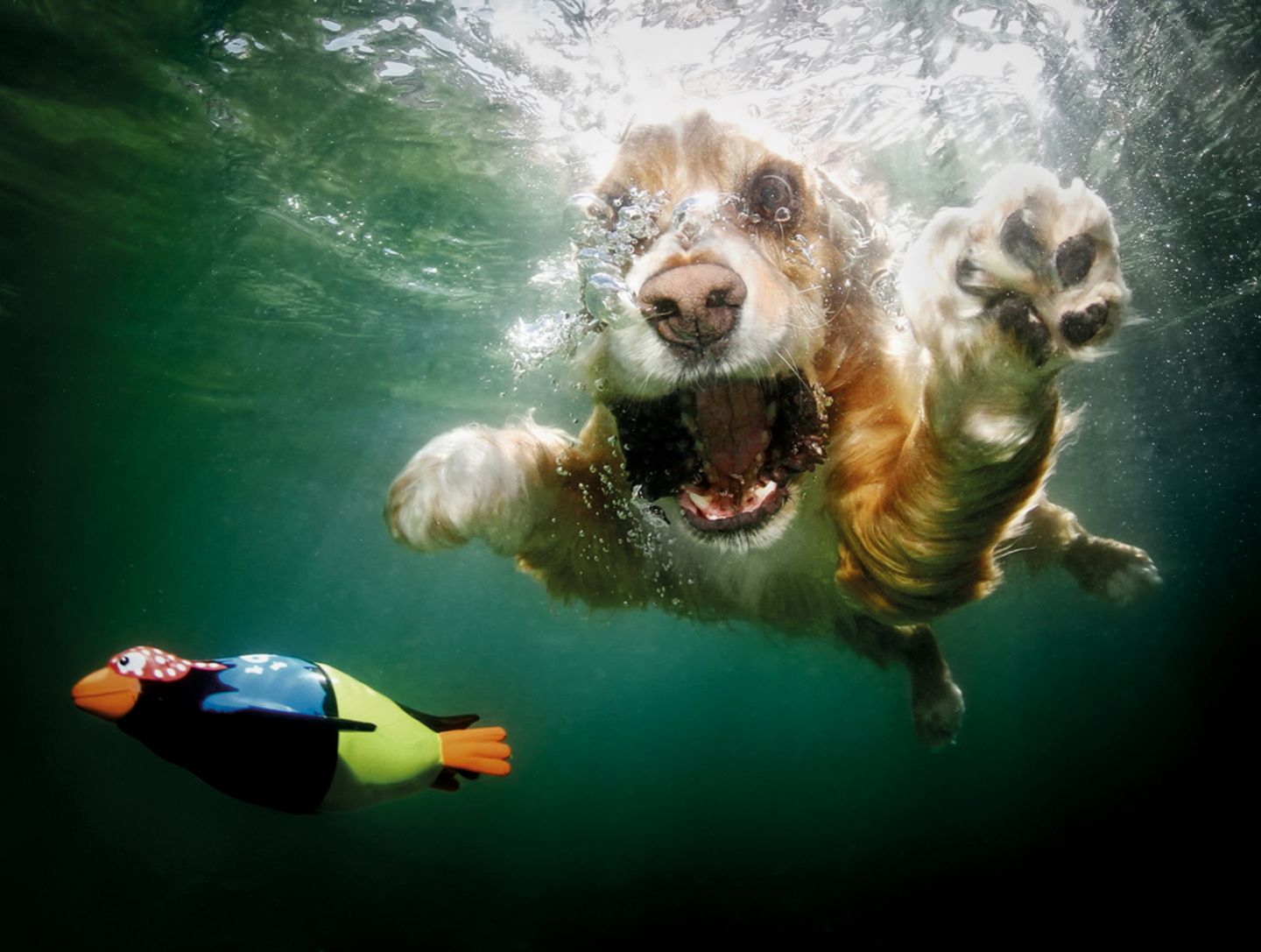Seth Casteel, Hunde unter Wasser