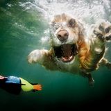 Seth Casteel, Hunde unter Wasser