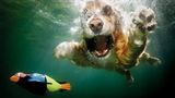 Seth Casteel, Hunde unter Wasser