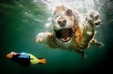 Seth Casteel, Hunde unter Wasser