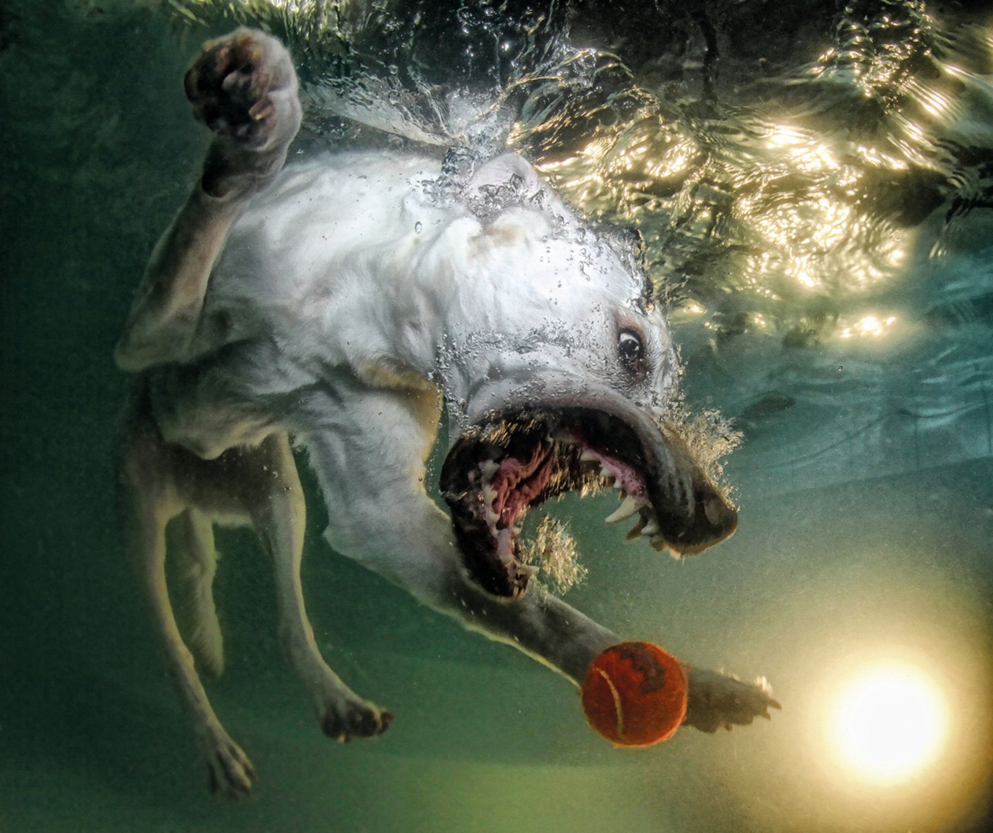 Seth Casteel, Hunde unter Wasser