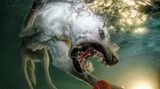Seth Casteel, Hunde unter Wasser