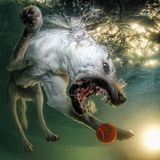 Seth Casteel, Hunde unter Wasser