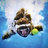 Seth Casteel, Hunde unter Wasser