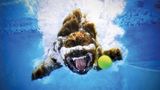 Seth Casteel, Hunde unter Wasser
