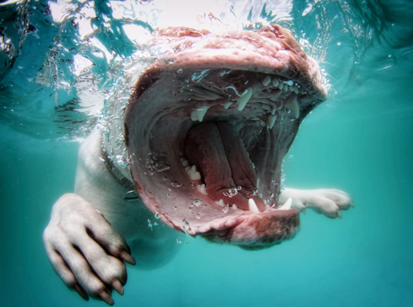 Seth Casteel, Hunde unter Wasser