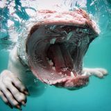 Seth Casteel, Hunde unter Wasser