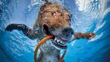 Seth Casteel, Hunde unter Wasser