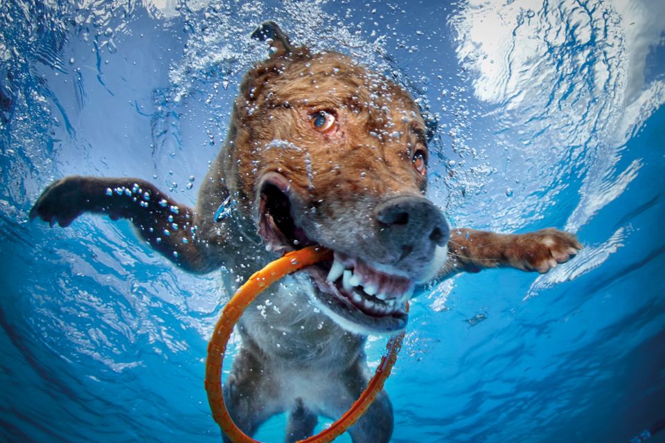 Seth Casteel, Hunde unter Wasser
