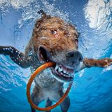 Seth Casteel, Hunde unter Wasser