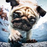 Seth Casteel, Hunde unter Wasser