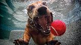 Seth Casteel, Hunde unter Wasser