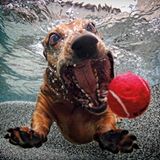 Seth Casteel, Hunde unter Wasser