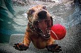 Seth Casteel, Hunde unter Wasser