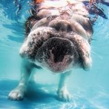 Seth Casteel, Hunde unter Wasser