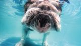 Seth Casteel, Hunde unter Wasser