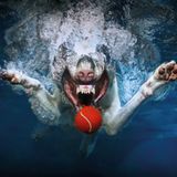 Seth Casteel, Hunde unter Wasser