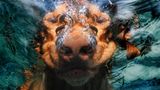 Seth Casteel, Hunde unter Wasser