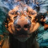 Seth Casteel, Hunde unter Wasser