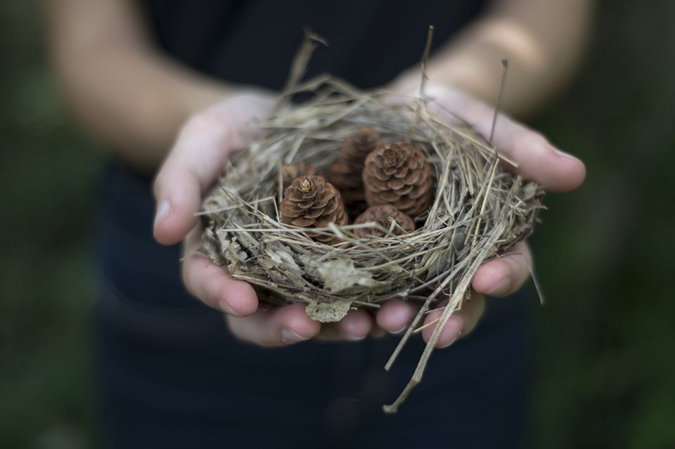Nest