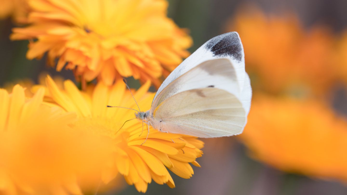 Kleiner Kohlweissling