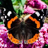 Admiral Schmetterling