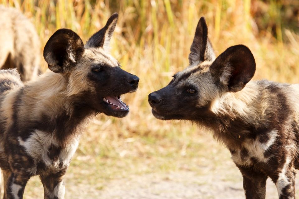 Afrikanische Wildhunde