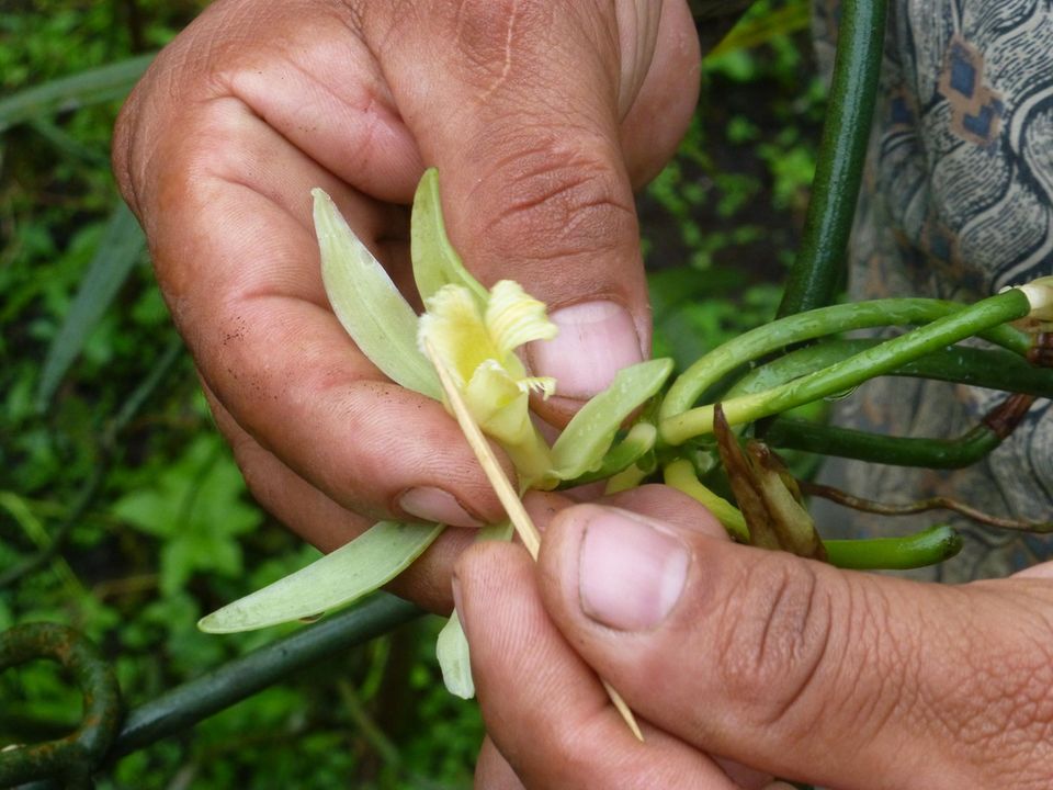 Die aufwändige Handbestäubung erfolgt mithilfe eines Holzstäbchens. Aus der befruchteten Blüte wächst eine Kapselfrucht, eine grüne Vanilleschote, heran