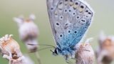 Storchschnabel-Bläuling in Heidenfahrt am Rhein