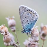 Storchschnabel-Bläuling in Heidenfahrt am Rhein