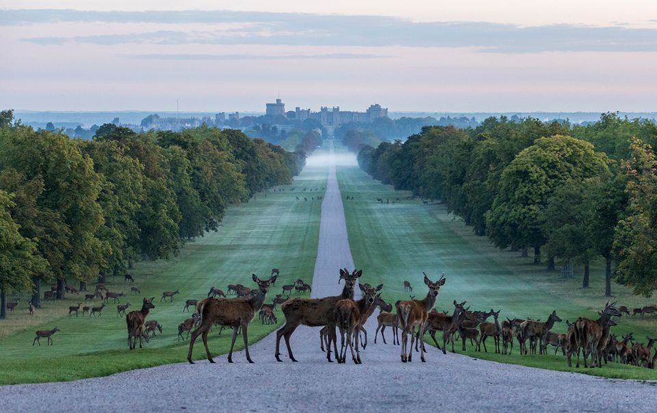 Rehe im Windsor Park Rehe im Windsor Park