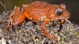 Pristimantis Jamescameroni