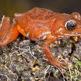 Pristimantis Jamescameroni