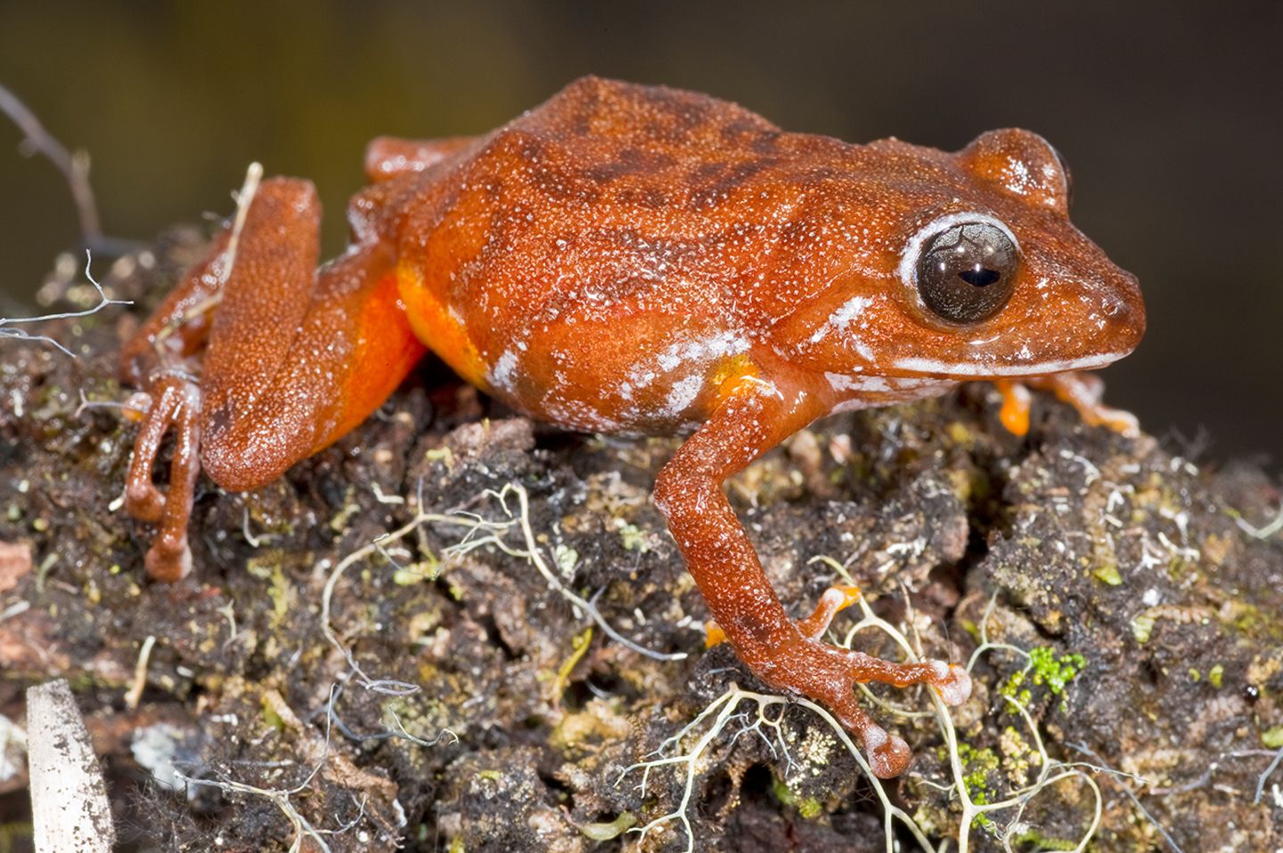 Pristimantis jamescameroni Pristimantis Jamescameroni