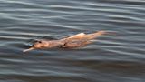 Araguaia-Delfin