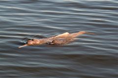 Araguaia-Delfin