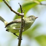 Zimmerius chicomendesi