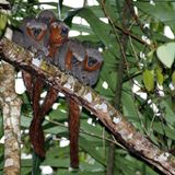 Plecturocebus miltoni