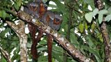 Plecturocebus miltoni