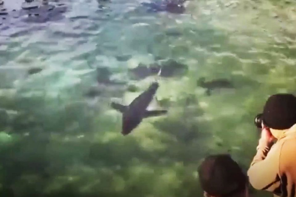 Weißer Hai in einem Swimmingpool