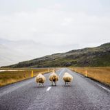 Terezie Fojtová, "Run, forest run"