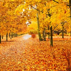 Buntes Laub an den Bäumen im Herbst