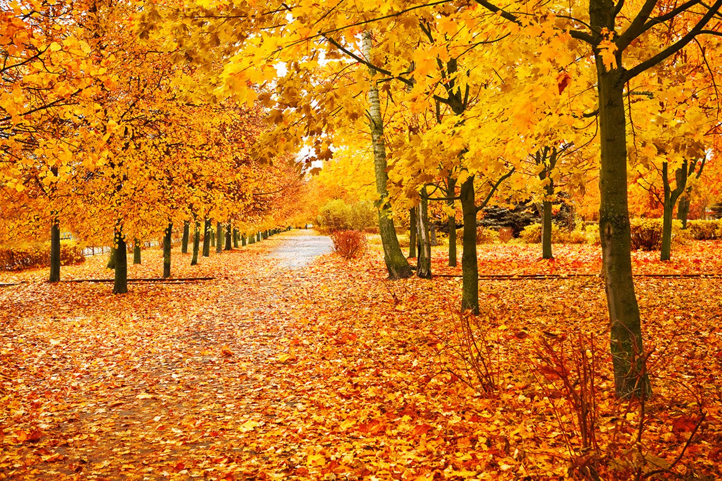 Herbst In Adults At Katie Butters Blog