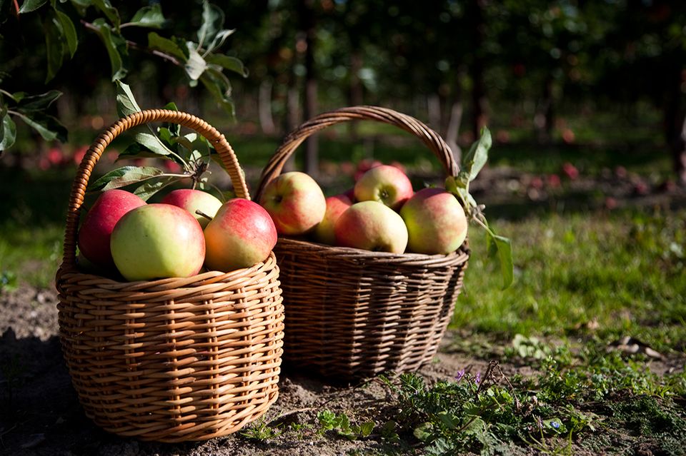 Äpfel in Körben