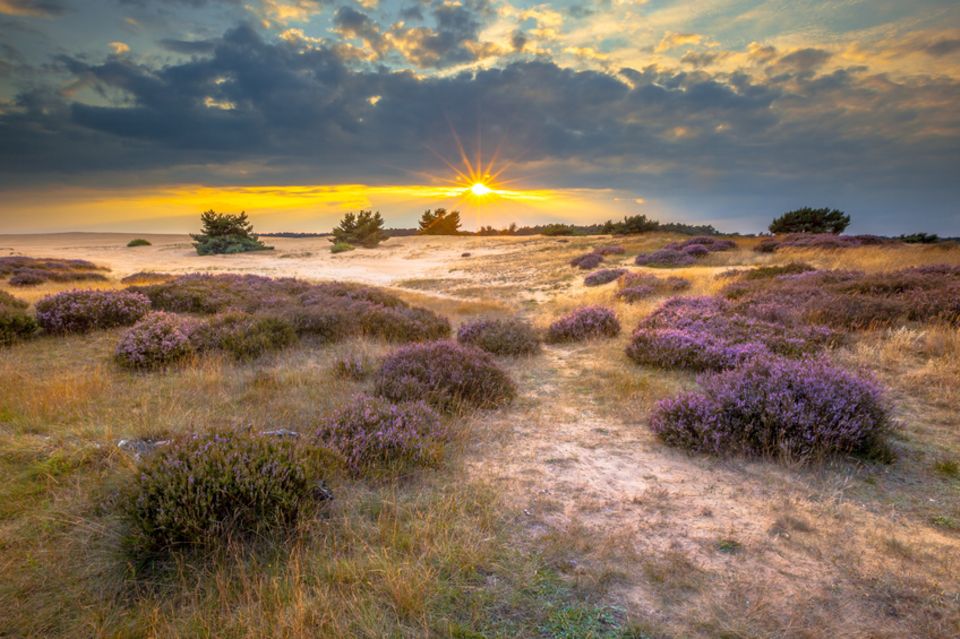 Hoge Veluwe National Park, Holland